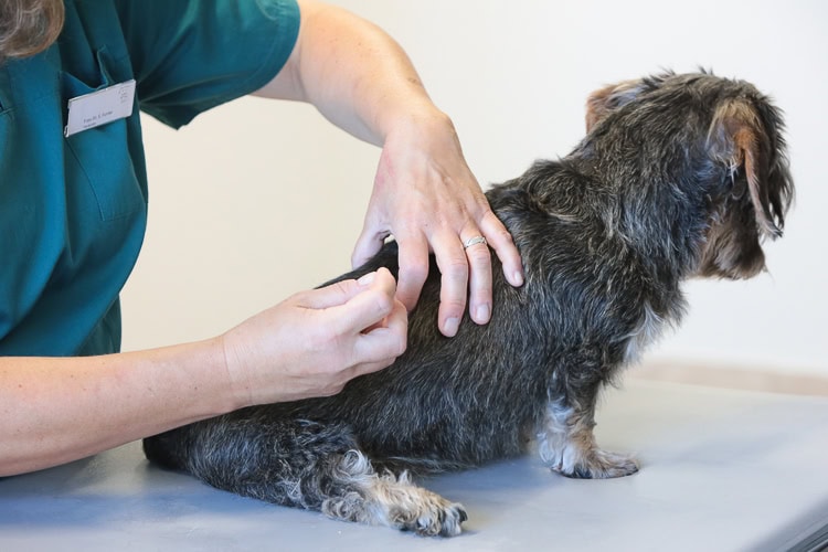 hund-akupunktur Tierarztpraxis Dr. Oster - Akupunktur, Hund