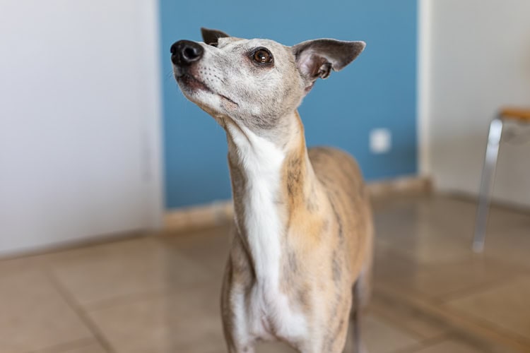 hund-praxisraum