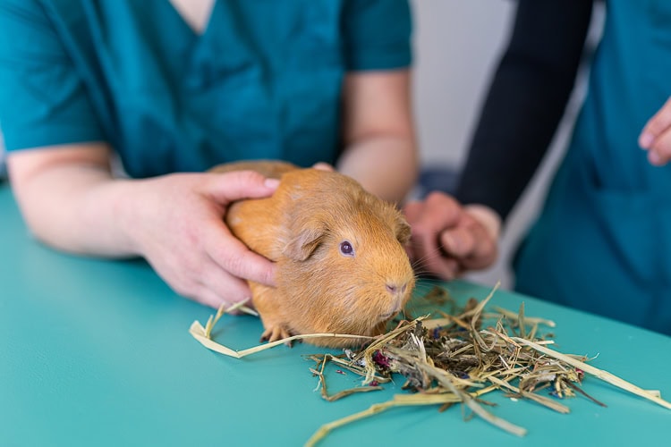 meerschweinchen-behandlungstisch