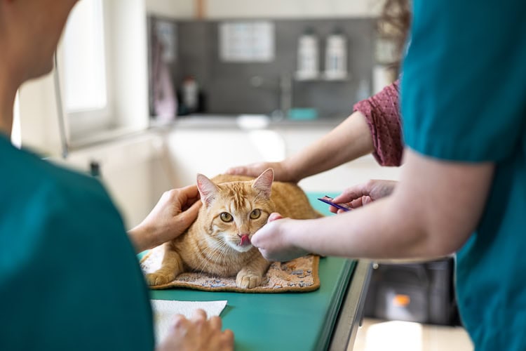 tfa-katzen-untersuchung