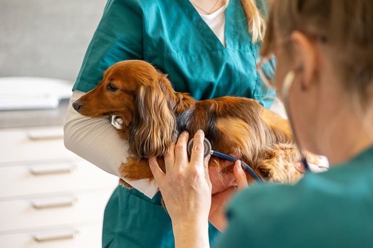tieraerztin-spaniel-untersuchung