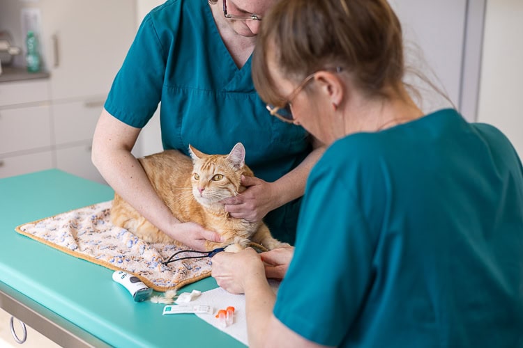tieraerztinnen-katze-behandlung